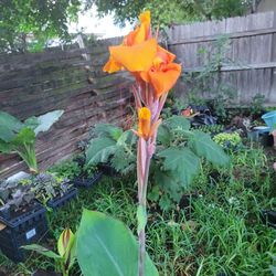 Canna Lilly Plants Grow Up To 8 Feet  Tall