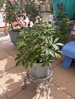 Dwarf umbrella plant with pot