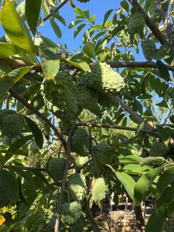 Red Geffner/ African Pride Atemoya In The Same Tree