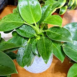 ❤️Green Princess Philodendron 4” Nursery Pot❤️Pls Read Description 