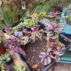 Wandering Dude Plant ONLY $8 EACH.  SALE  In SAN LORENZO