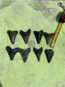 Megalodon Teeth