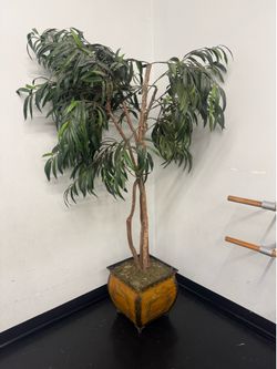 Decorative Ficus Tres