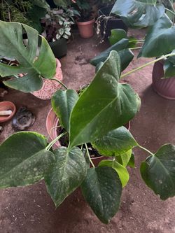 Monstera