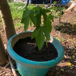 Papaya Pups