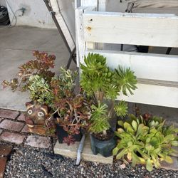 Succulents Plants