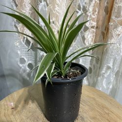 Spider 🕷️ Plant 🌱 