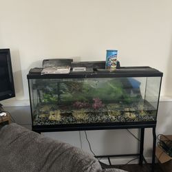 Fish Tank 