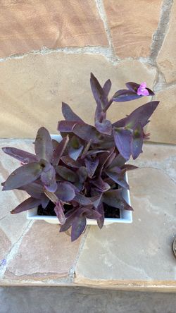 Purple Heart plant