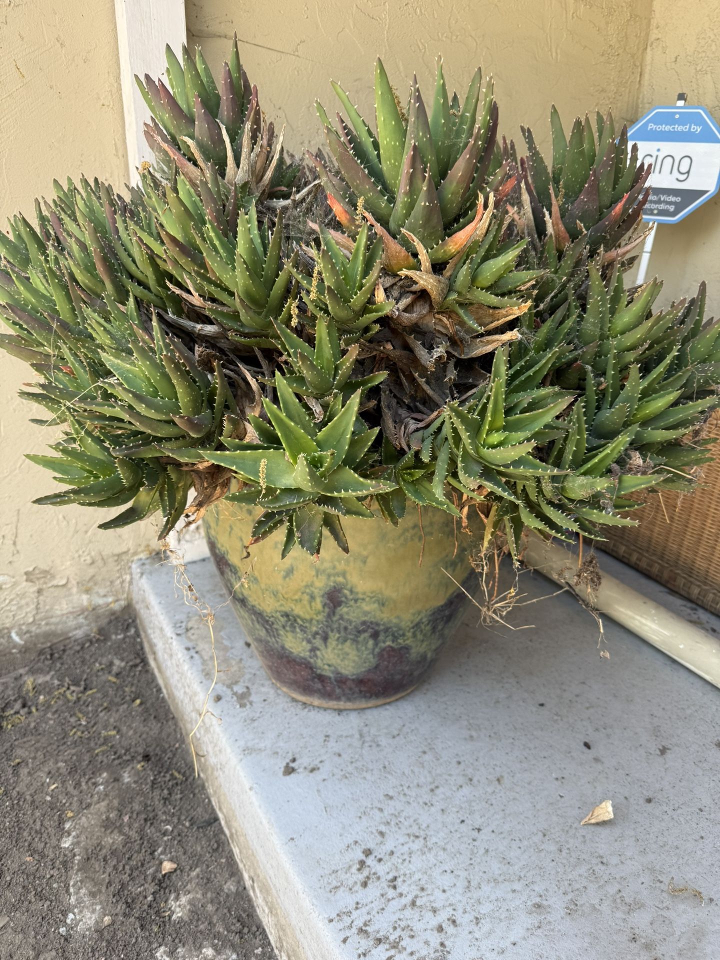Large Aloe Plant with pot