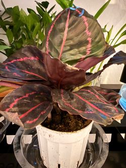 Calathea Dottie