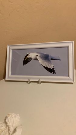 Original Photograph “Bird in Flight “