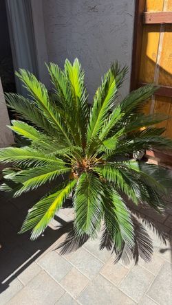 Sago Palm