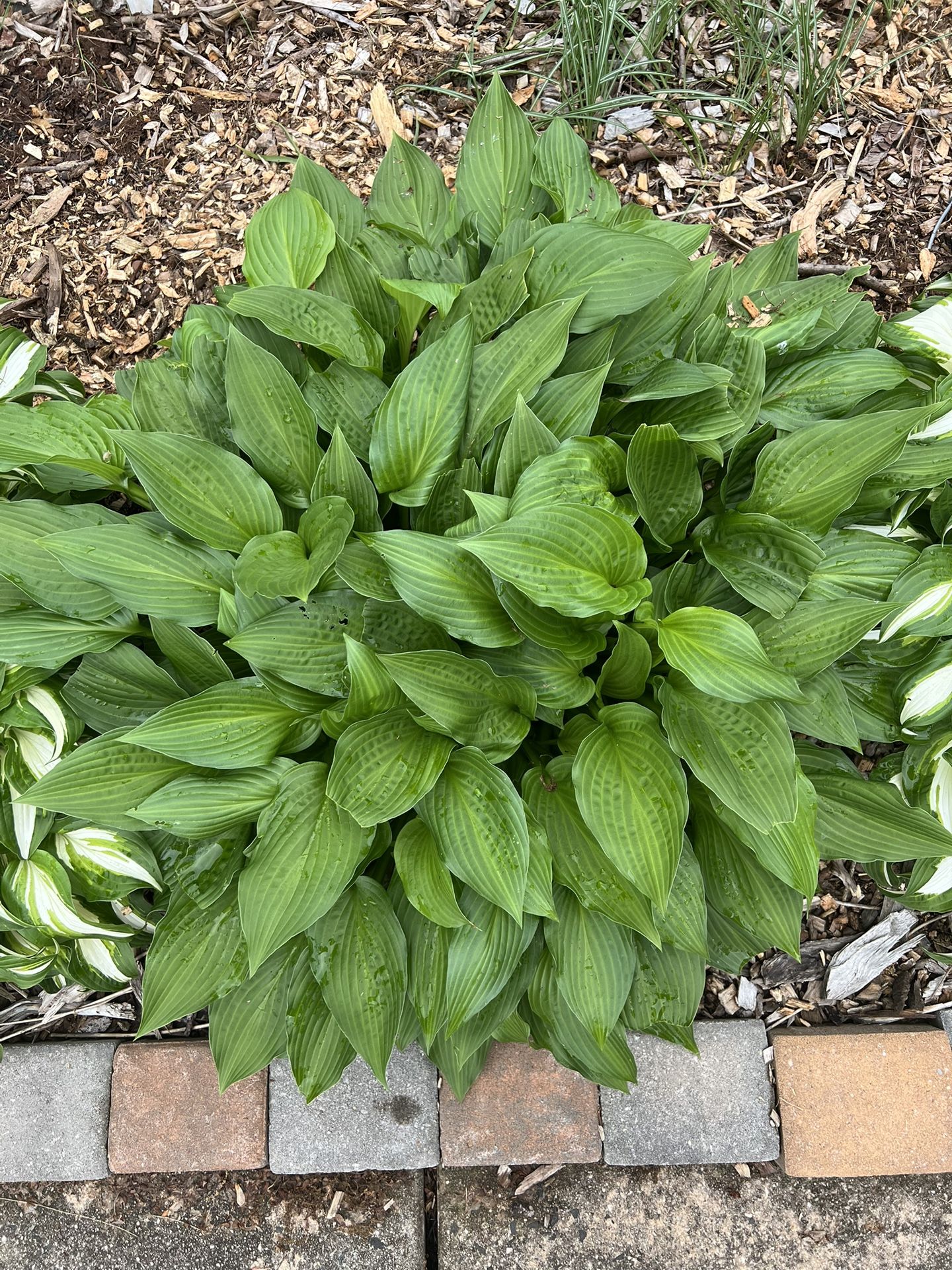 Huge Healthy Lush HOSTA - Perennial Plant