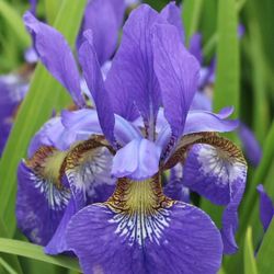 2 × Siberian Iris Plants Flowers Roots Ready For Ground