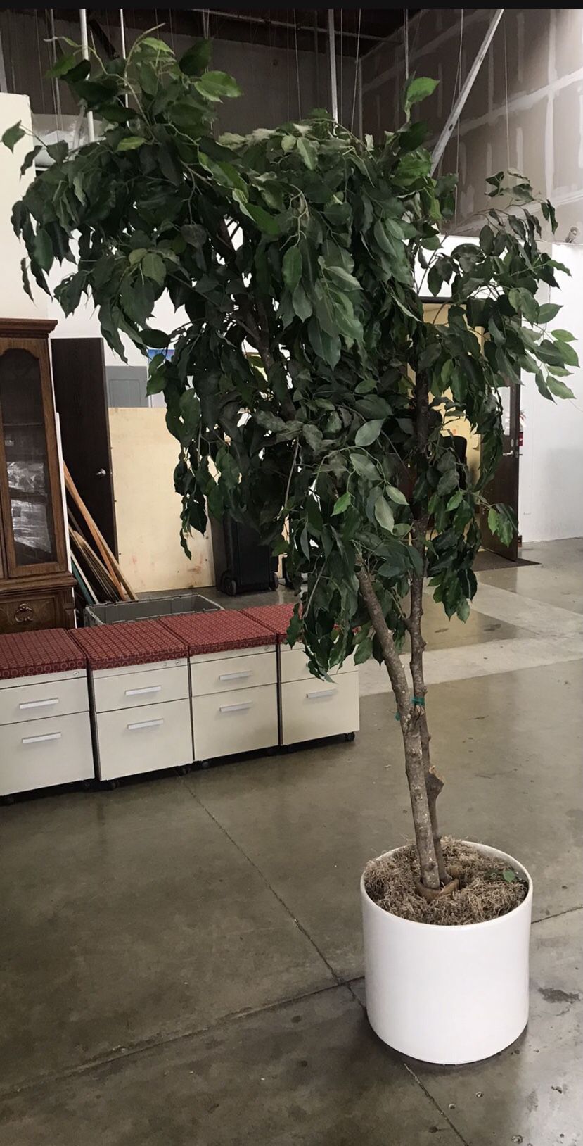 Silk Plant / Fake Tree
