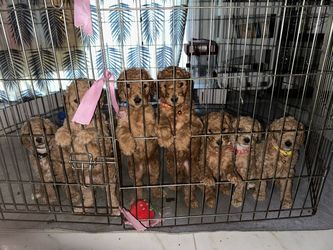 Puppy Cage
