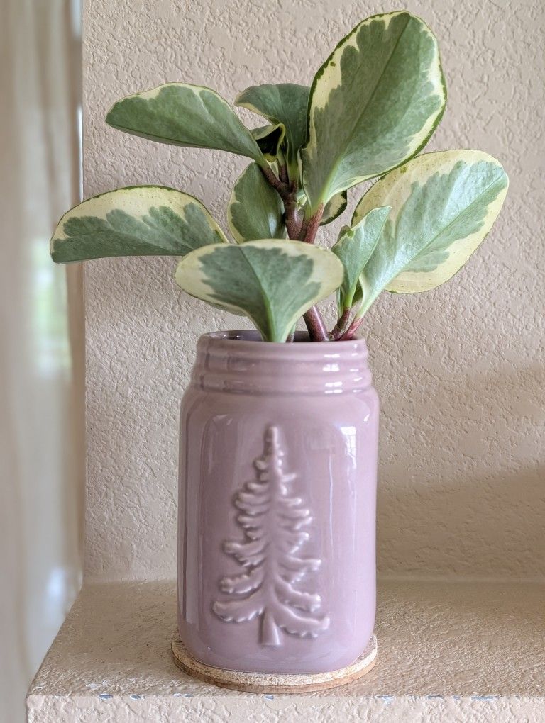 Healthy Beautiful Indoor Plant(Peperomia)