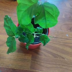 Jasmine Tea Plant Jasmine Sambac