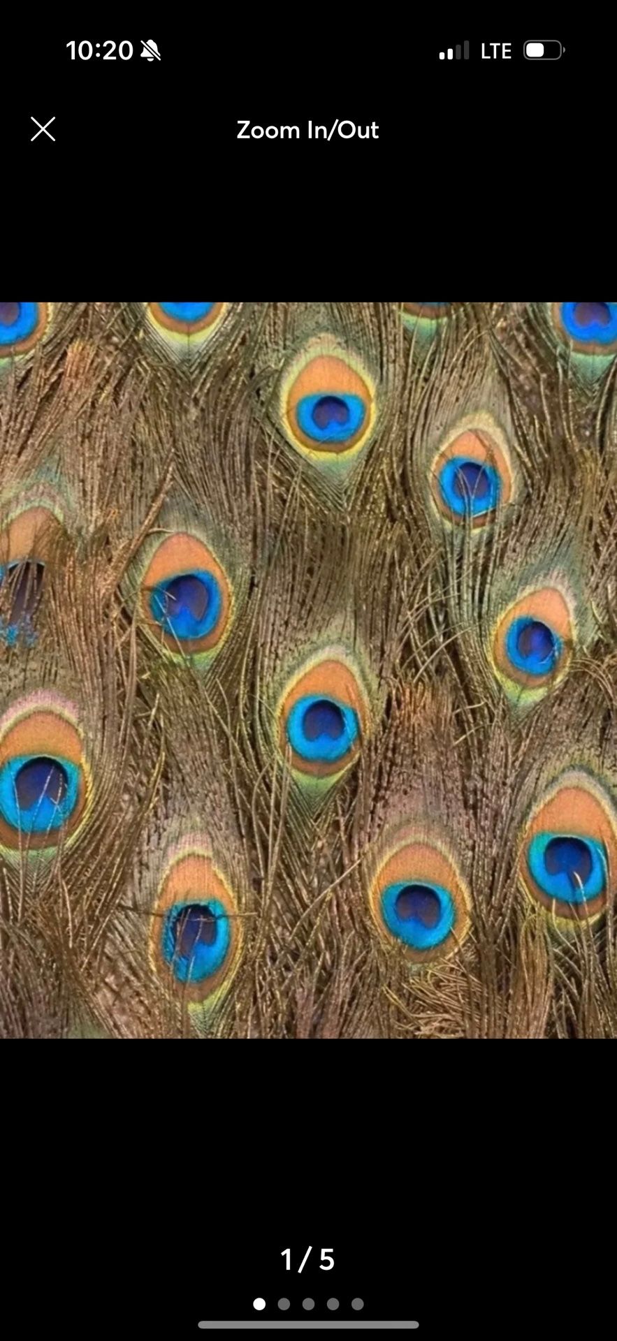Peacock feathers