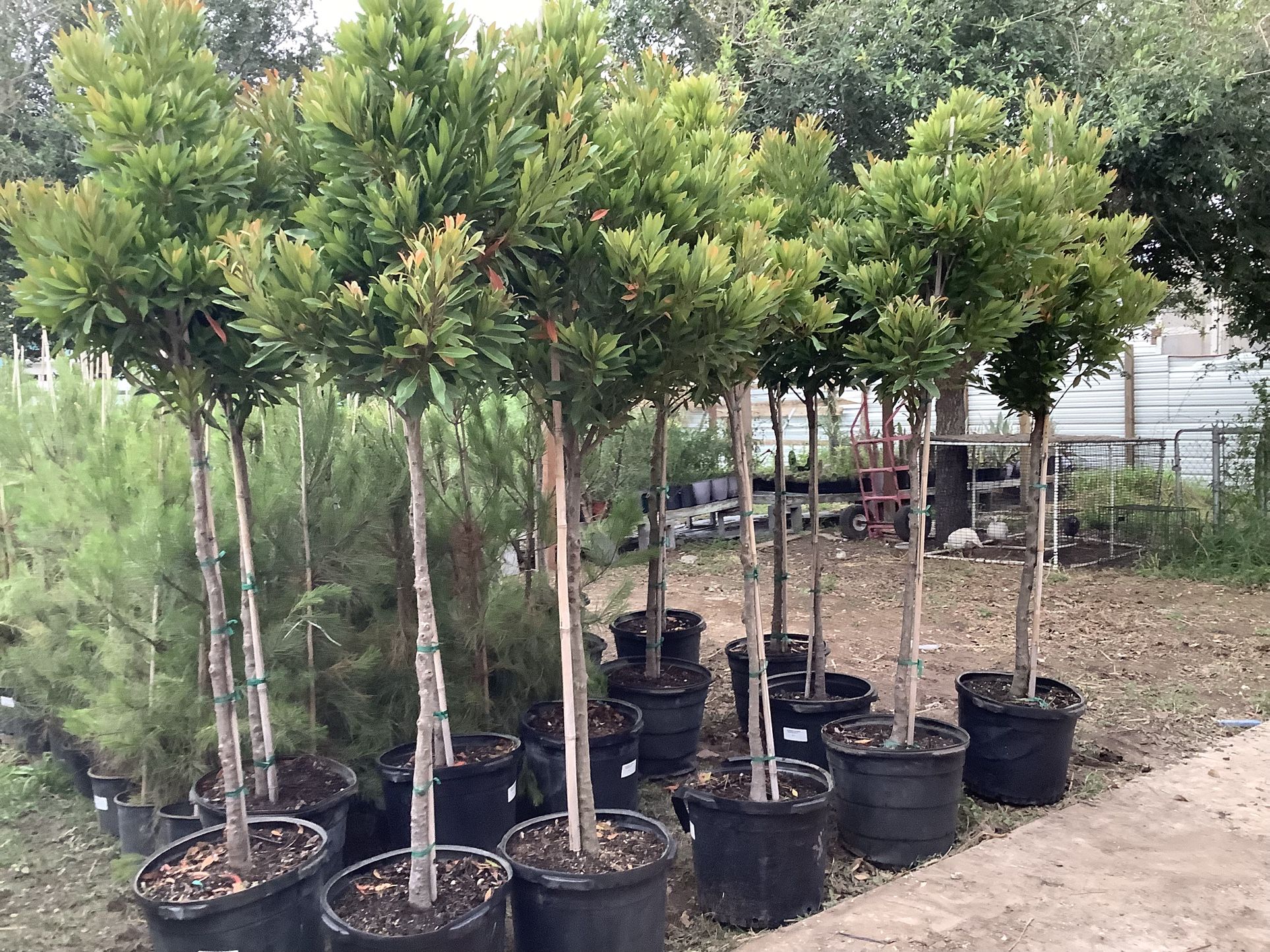 Japanese Blueberry Trees 15gallon @@956@292@8442