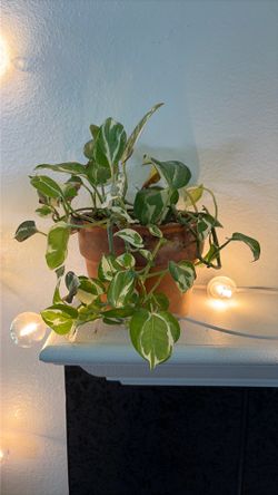 N’Joy Pothos