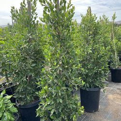 Indian Laurel Columns, Ficus nitida ‘Columns’ , Ficus tree, shade or Hedge and privacy 15gal Size