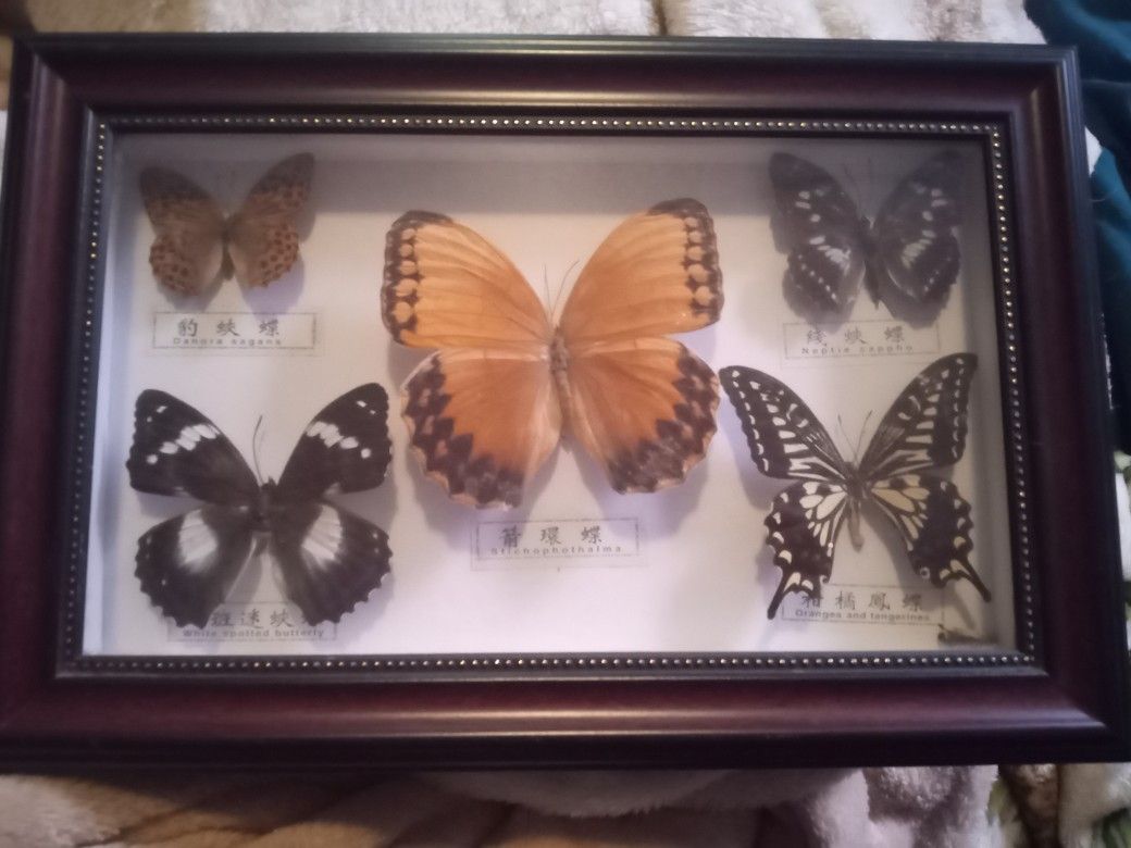 Butterfly Taxidermy