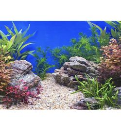 Aquarium Landscape
