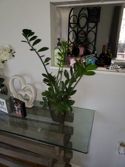 ZZ Plant