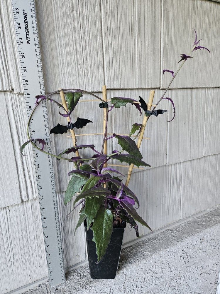 Purple Passion Plant (Gynura Aurantiaca)