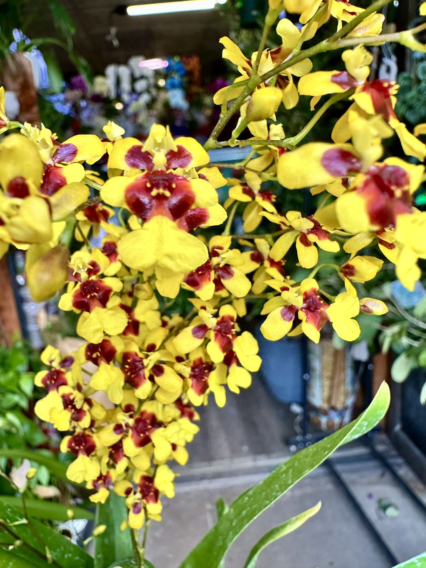 Oncidium Crimson Gold Orchid Sweet Fragrant Nàng Vũ Nữ Vàng Thơm