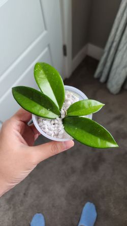 Hoya cuttings