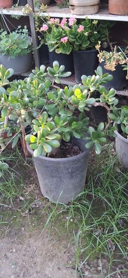 Planta Jade