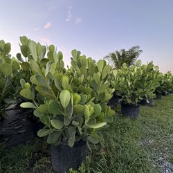 Clusia 7 Gallon Plants