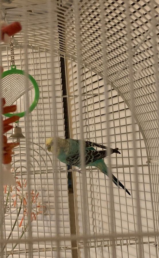 Live Bird with cage