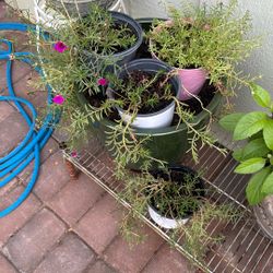 AMOR DE UN RATO DIFERENTES COLORES 