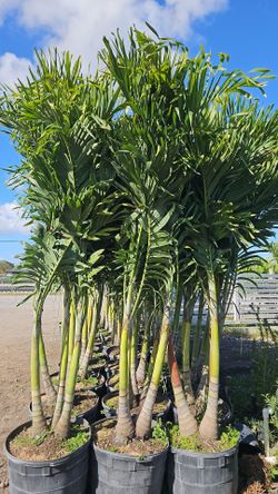Christmas palms single double triple tall insta privacy hedge for fence