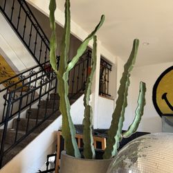 Large Sculptural Cactus (6ft) – Modern Planter Included - 