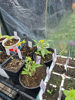 MicroTom Tomato Seedlings