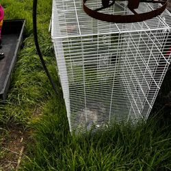 Bird Cage