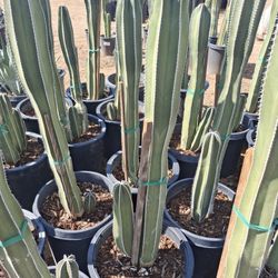 Cactus Plant Varieties 