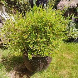 Bamboo In Pot