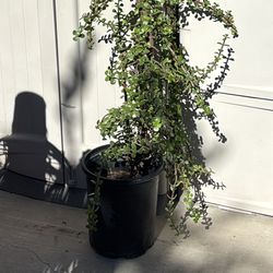 Green Grand Jade Plant - Portulacaria Grandiflora