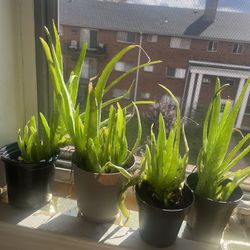 Live Aloe Vera plants