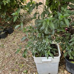 Chile de bolita picoso