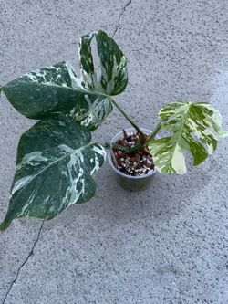 Monstera Albo