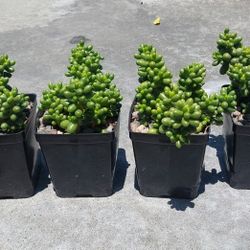 succulent plants