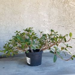 3 Green Island Ficus Pre Bonsai