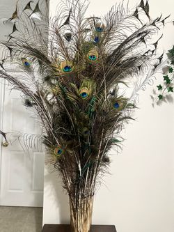 Peacock Feather